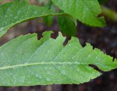 Image shows damage caused by the feeding nhabits of the Vine Weevil beetle